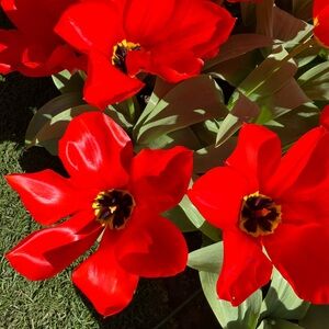 Meet your Posher, Biby